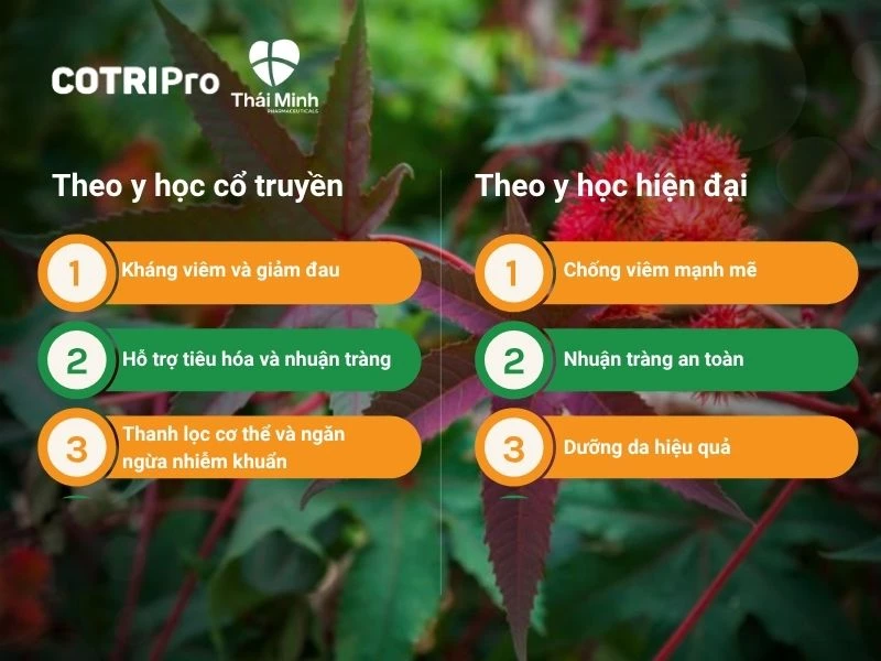 Tác dụng trong y học của cây thầu dầu tía