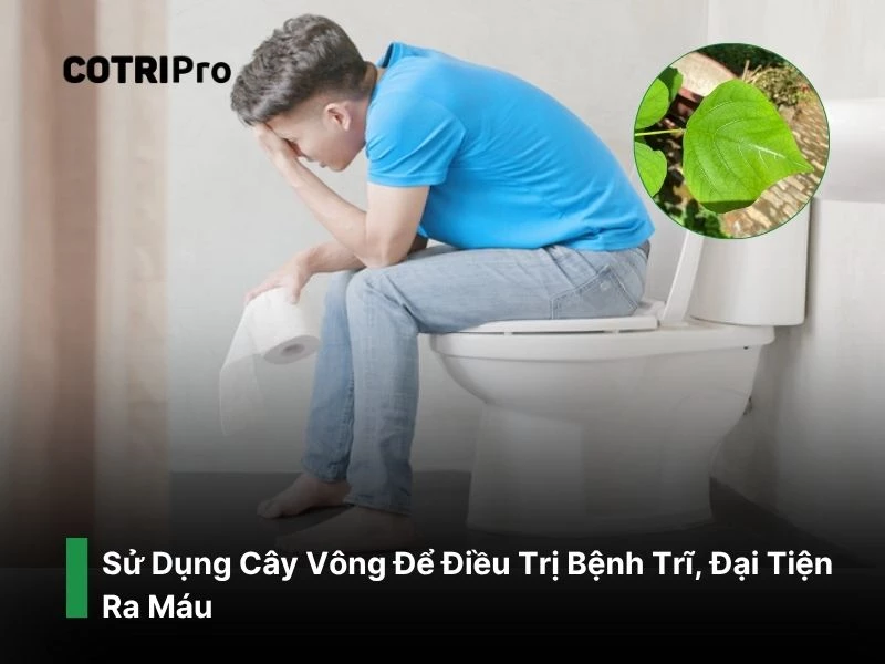 Điều trị bệnh trĩ với cây vông