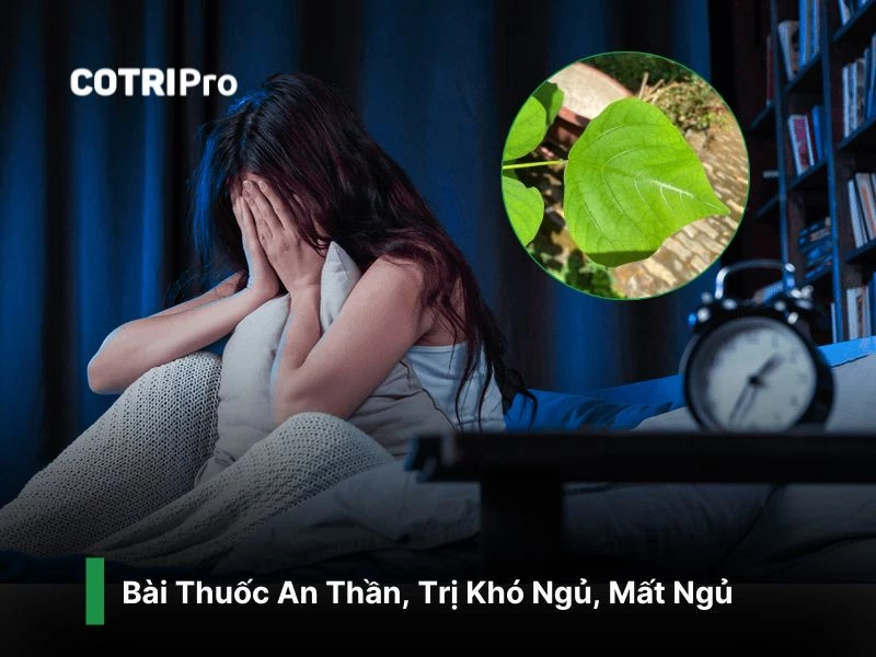 Cải thiện chất lượng giấc ngủ với cây vông