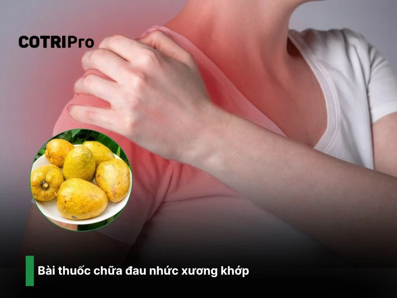 Chữa đau nhức xương khớp với cây bình bát