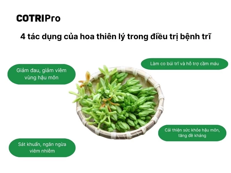 Tác dụng của hoa thiên lý trong điều trị bệnh trĩ