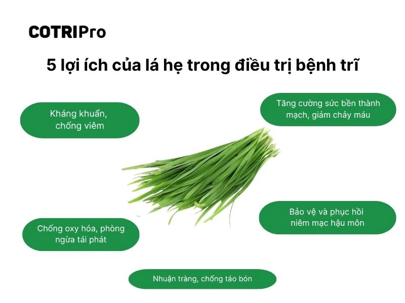 Lá hẹ có tác dụng chống táo bón, nhuận tràng