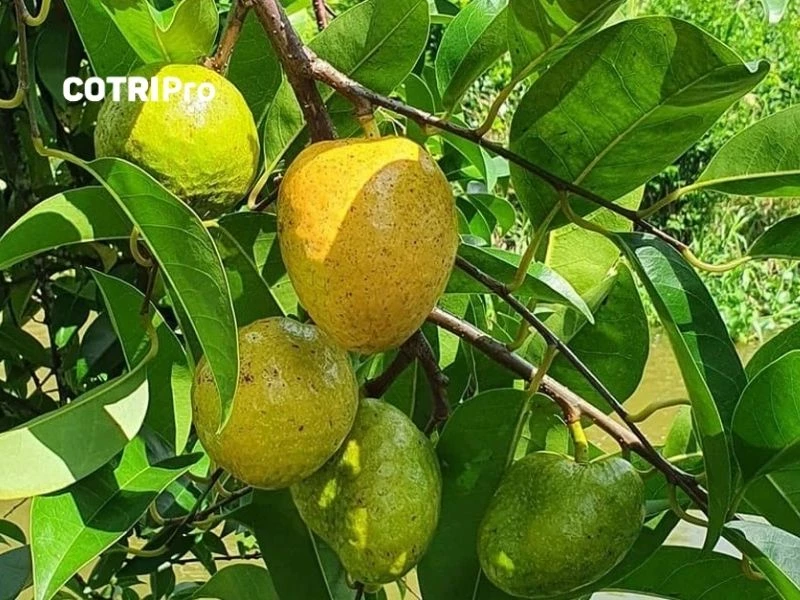 Cây bình bát có lá mọc so le và quả hình tim trơn