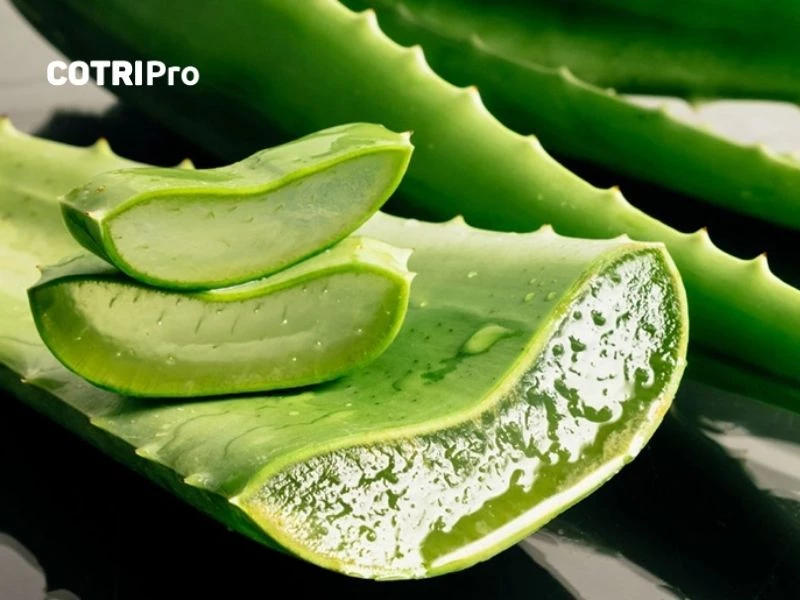 Nha đam thân nhỏ có gai ở mép