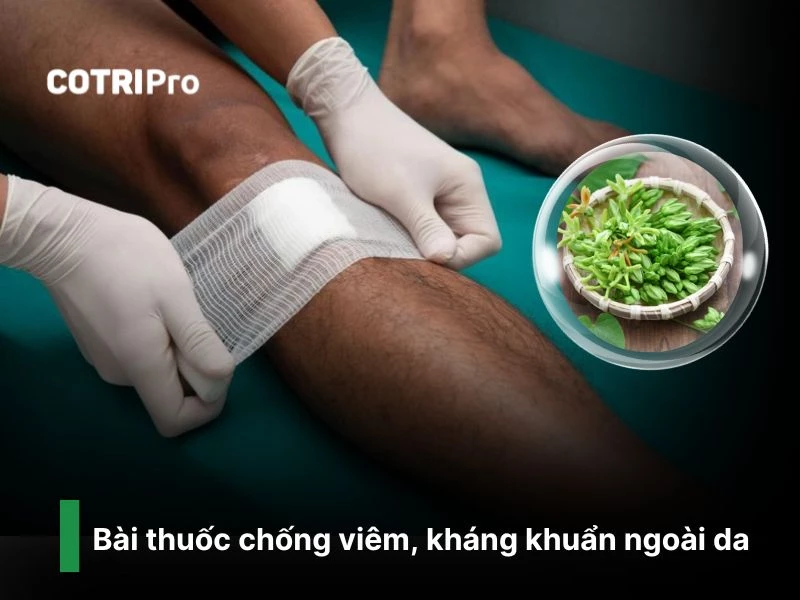 Chống viêm, kháng khuẩn với hoa thiên lý