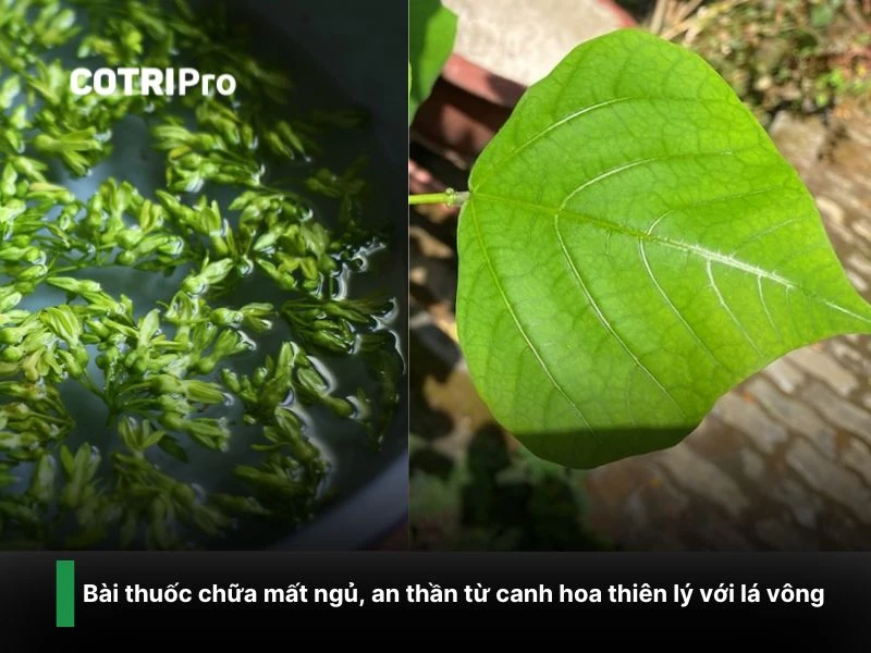 Chữa mất ngủ hoa thiên lý với lá vông