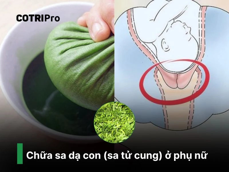 Chữa sa tử cung với hoa thiên lý