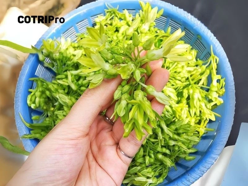 Đặc điểm hoa thiên lý