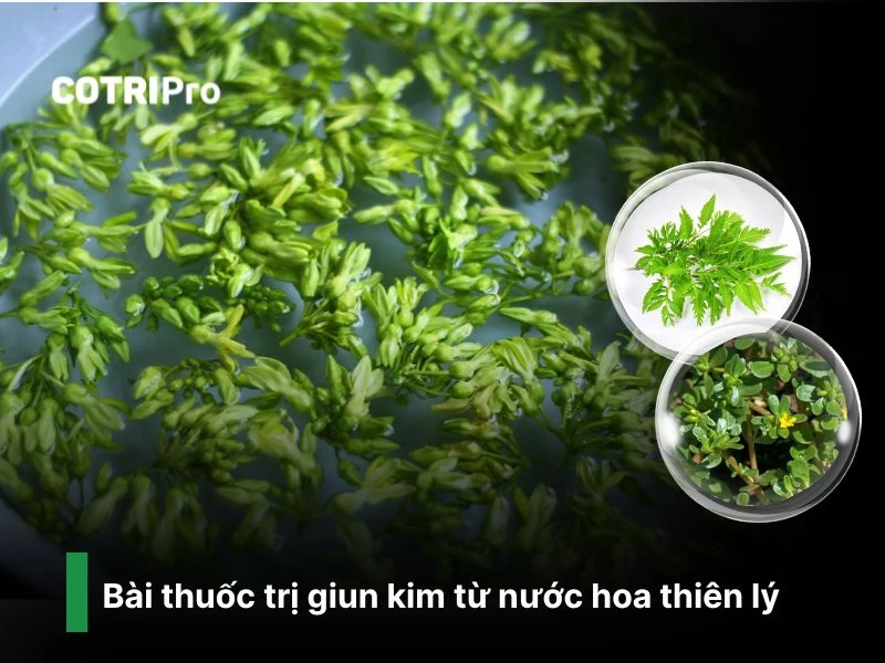 Trị giun kim với hoa thiên lý
