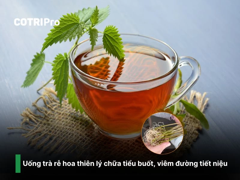 Chữa viêm tiết niệu từ hoa thiên lý