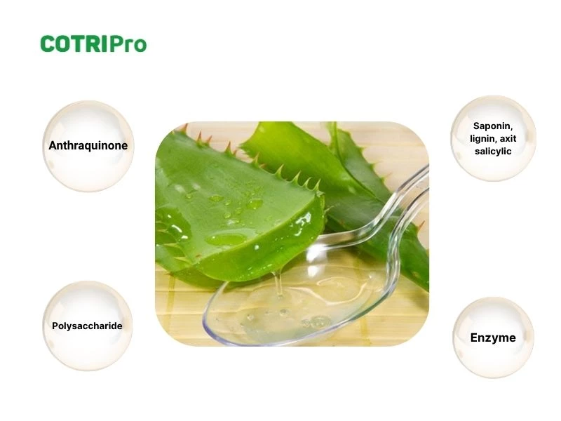Hợp chất trong nha đam có lợi cho sức khỏe