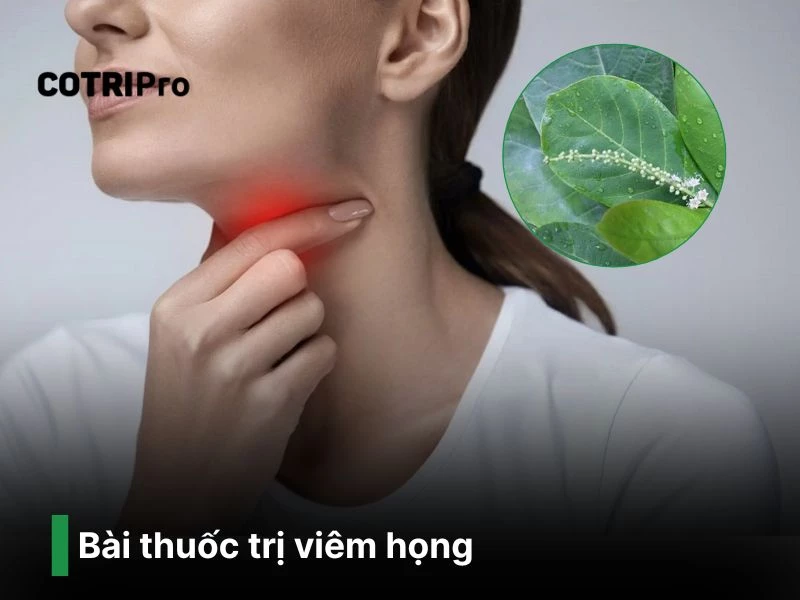 Chữa viêm họng với lá bàng