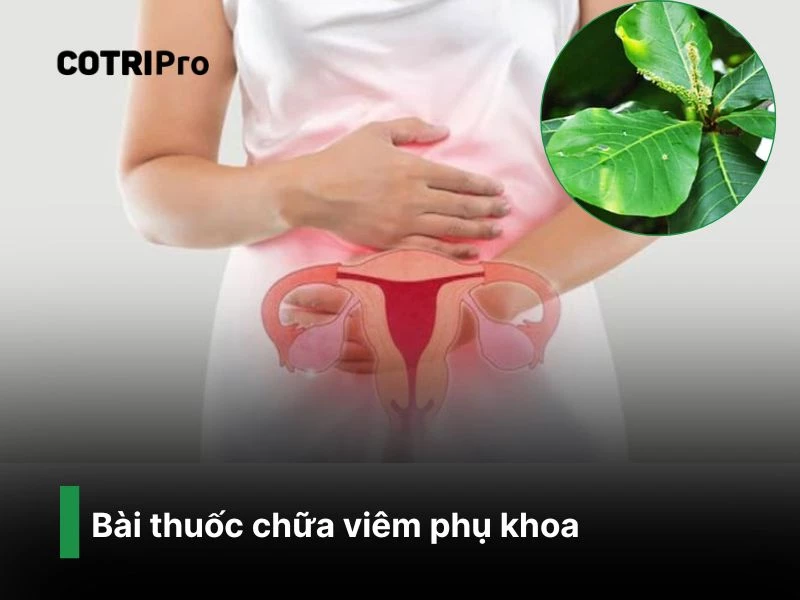 Chữa viêm phụ khoa với lá bàng