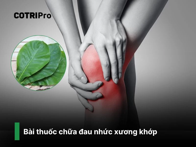 Chữa đau nhức xương khớp với lá bàng