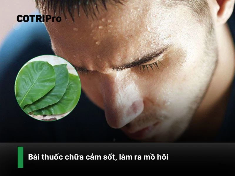 Trị cảm ra mồ hôi với lá bàng