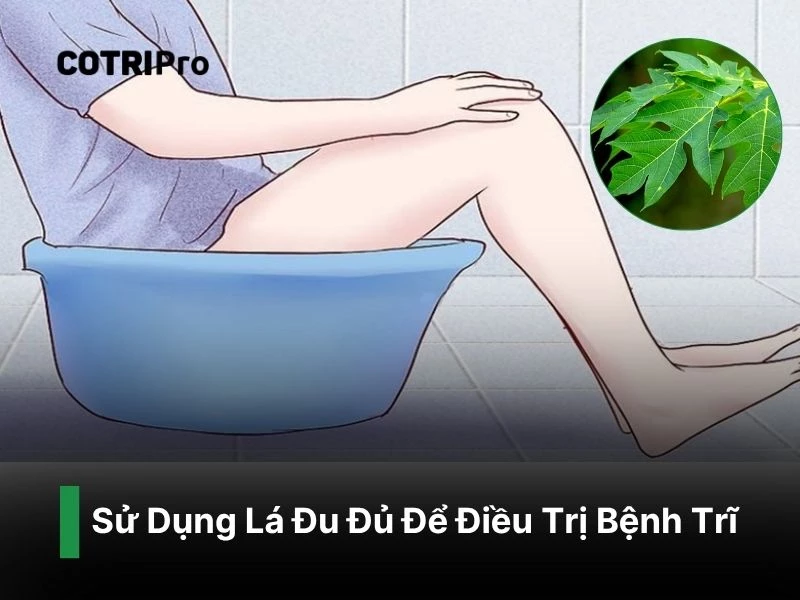 Chữa bệnh trĩ với lá đu đủ