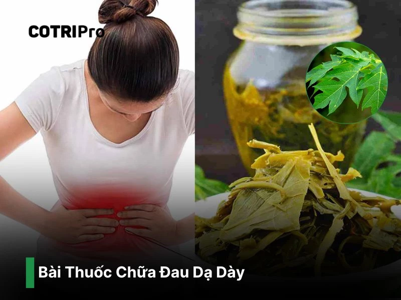 Chữa đau dạ dày với lá đu đủ