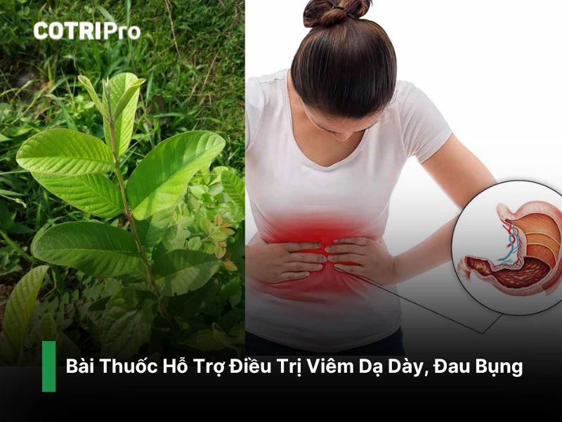 Chống viêm dạ dày, đau bụng với lá ổi