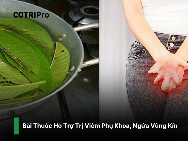 Trị ngứa vùng kín và viêm phụ khoa với lá ổi