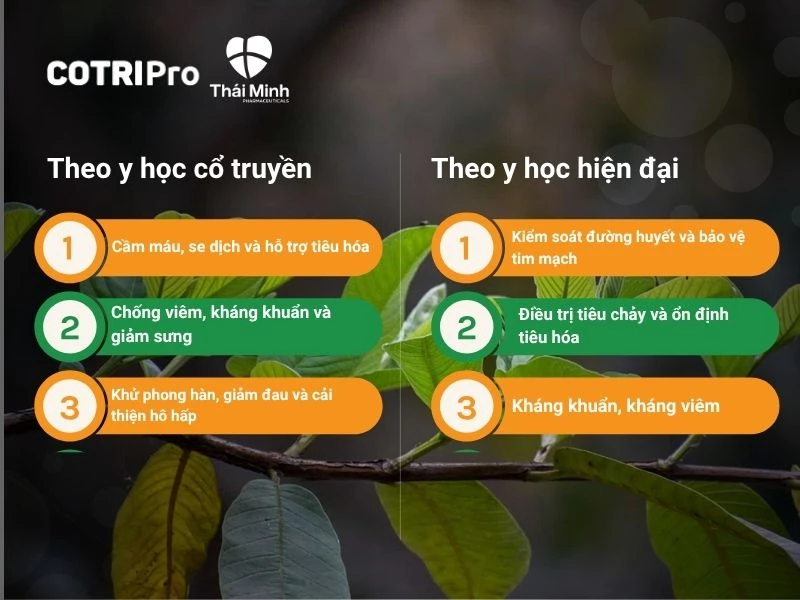 Lá ổi đối với y học cổ truyền và hiện đại