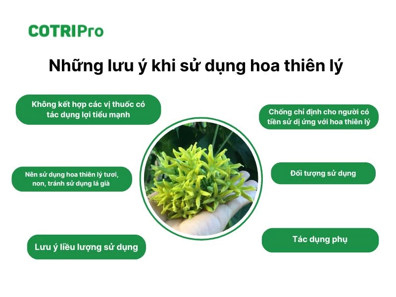 Chữa bệnh với hoa thiên lý cần lưu ý gì