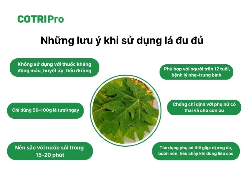 Lá đu đủ chống chỉ định phụ nữ mang thai, cho con bú