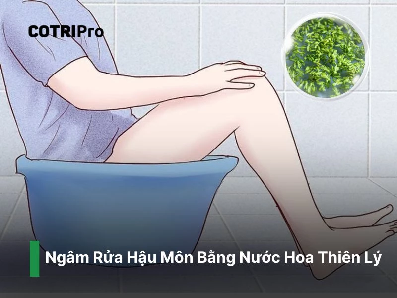 ngâm rửa hậu môn hoa thiên lý ngừa trĩ