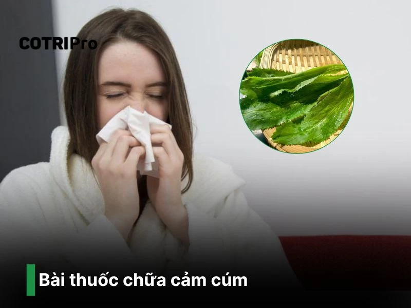 Chữa cảm cúm với bài thuốc ngò gai
