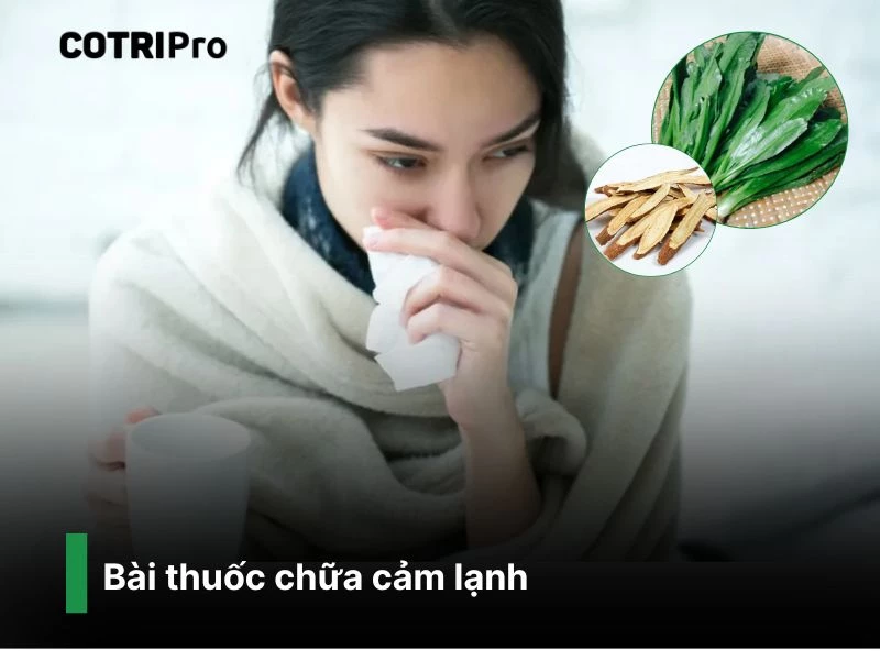 Chữa cảm lạnh với bài thuốc từ ngò gai