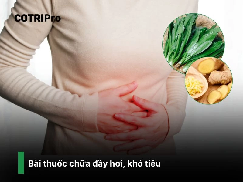 Bài thuốc chữa đầy hơi với ngò gai