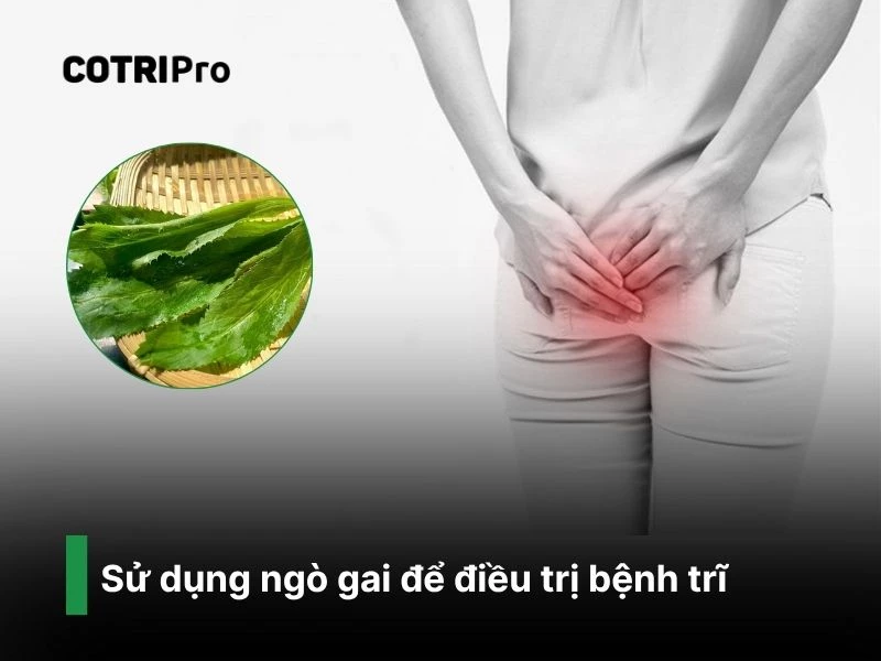 Dùng ngò gai bôi để chữa trĩ