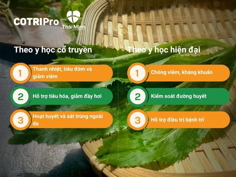 Tác dụng ngò gai trong y học