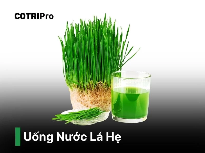 Uống nước lá hẹ giúp hỗ trợ táo bón