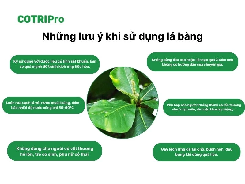 Lưu ý sử dụng lá bàng