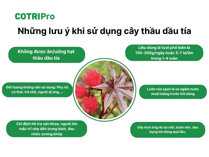 Lưu ý sử dụng thầu dầu tía