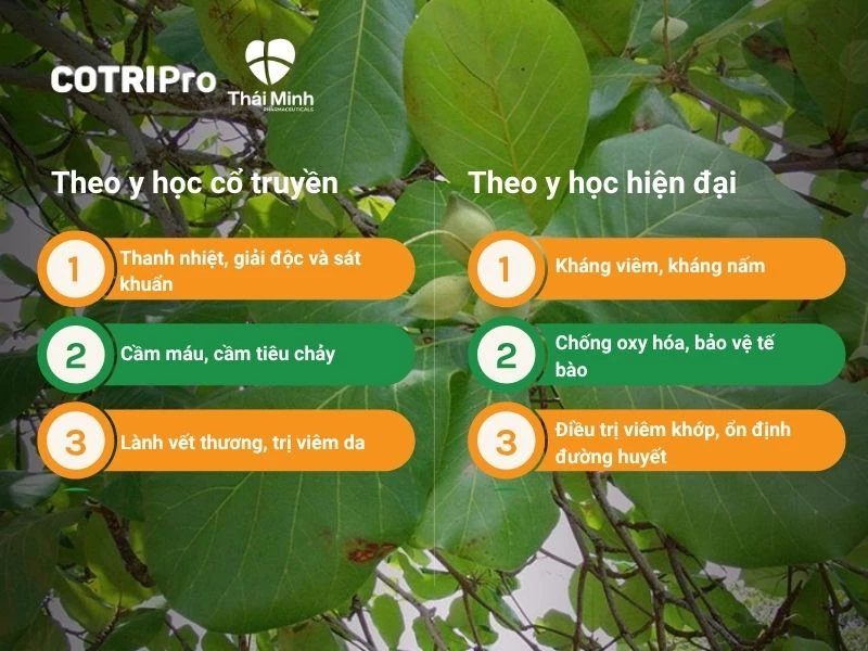 Lá bàng đối với y học hiện đại và cổ truyền