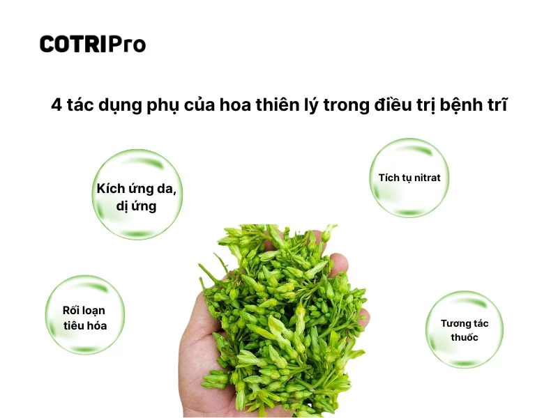 Tác dụng phụ khi dùng hoa thiên lý ngừa trĩ
