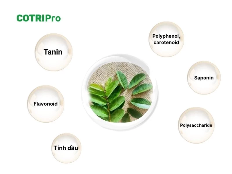 Hoạt chất lá ổi giúp ngừa bệnh và tăng sức khỏe