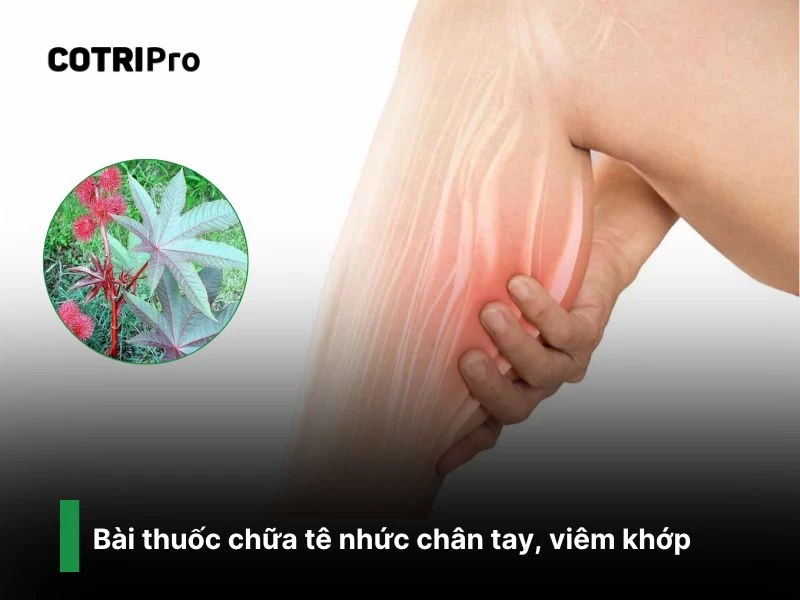 Chữa tê nhức chân tay với thầu dầu tía