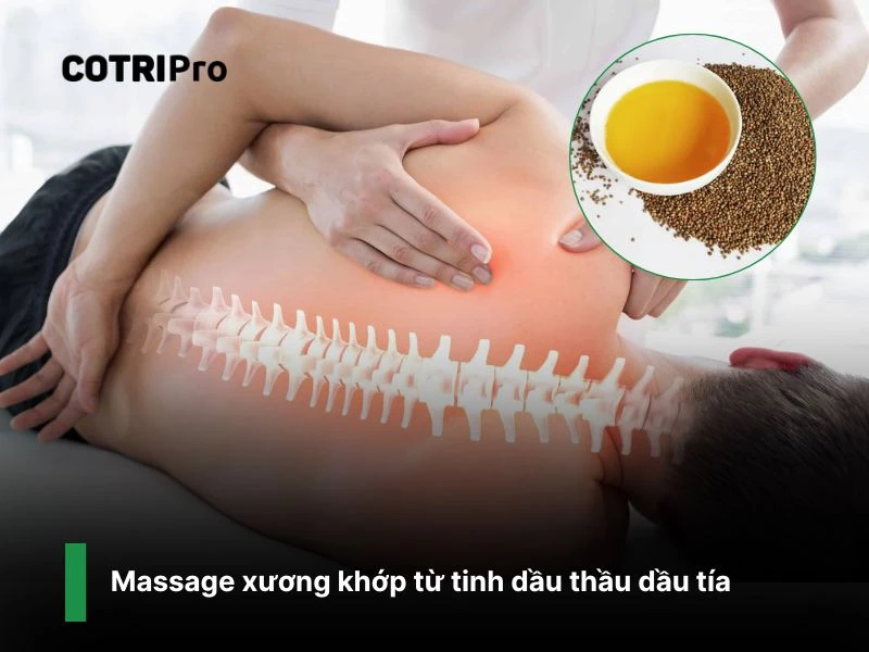 Chữa đau nhức xương khớp với thầu dầu tía