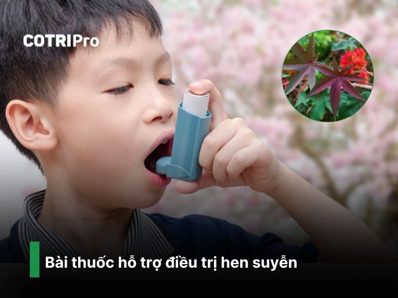 Chữa hen suyễn với thầu dầu tía