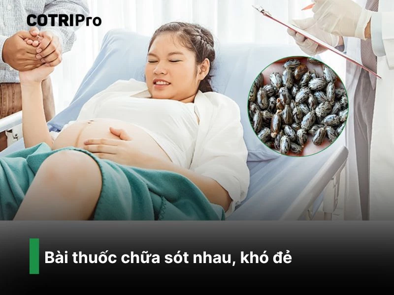 Kích thích co bóp tử cung với thầu dầu tía