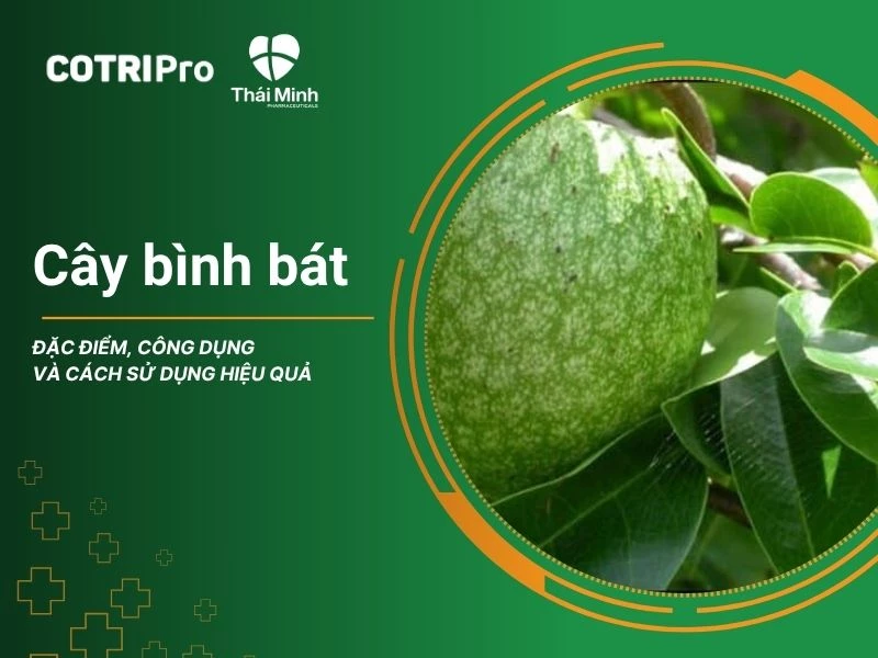 Tổng quan chung về cây bình bát