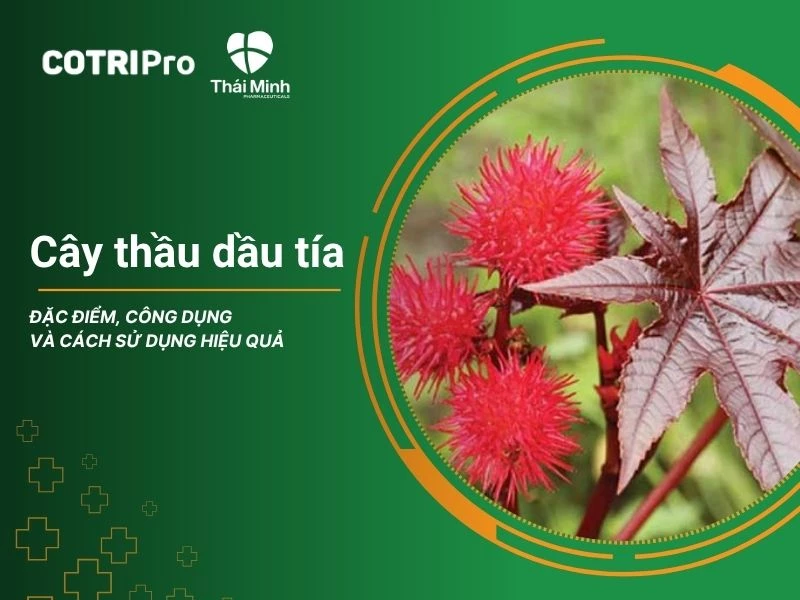 Tổng quan chung về cây thầu dầu tía