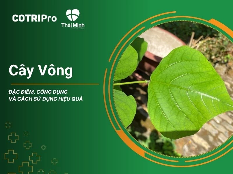 Tổng quan chung về cây vông