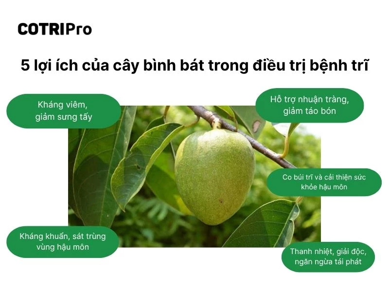 Tác dụng của cây bình bát trong trị bệnh trĩ