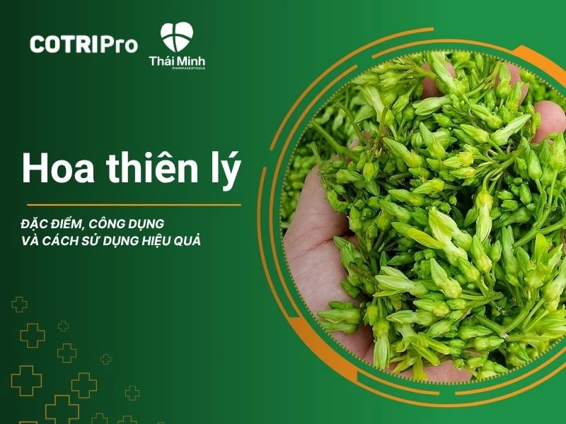Hoa thiên lý: Đặc điểm, công dụng và cách sử dụng hiệu quả