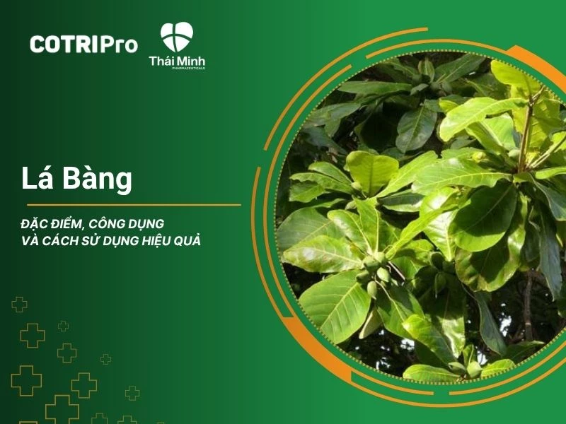 Tổng quan chung về lá bàng