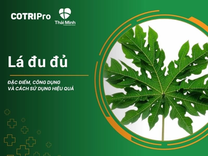 Lá đu đủ: Đặc điểm, công dụng và cách sử dụng hiệu quả