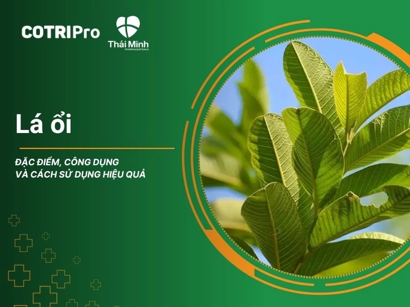 Tổng quan chung về lá ổi
